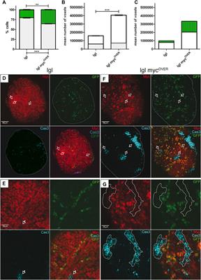 Apoptosis inhibition restrains primary malignant traits in different Drosophila cancer models